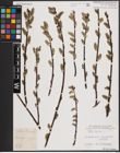 Foto von Salix caprea L.
